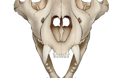 Tiger Skull